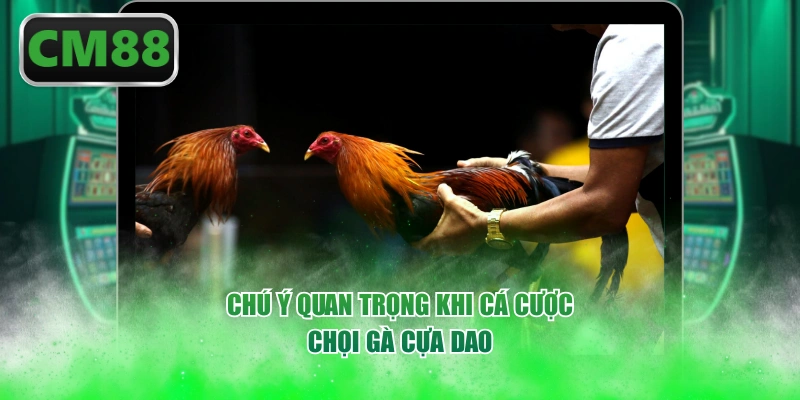 Chú ý quan trọng khi cá cược chọi gà cựa dao