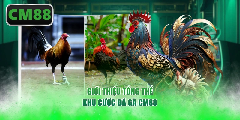 Giới thiệu tổng thể khu cược đá gà CM88