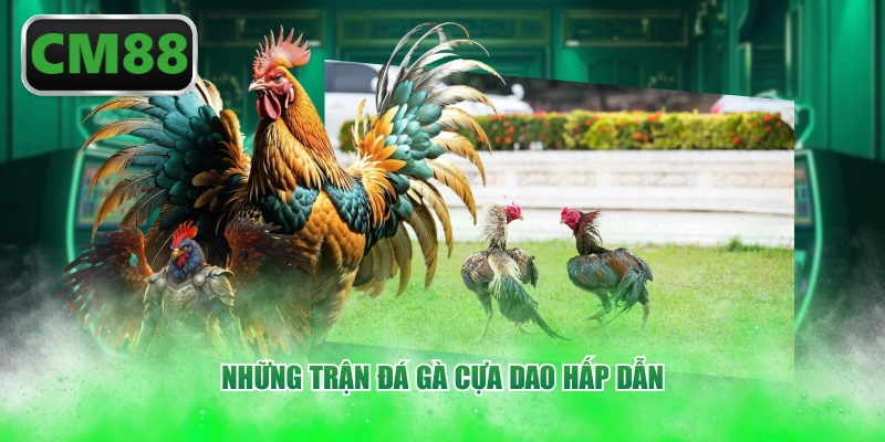 Những trận đá gà cựa dao hấp dẫn