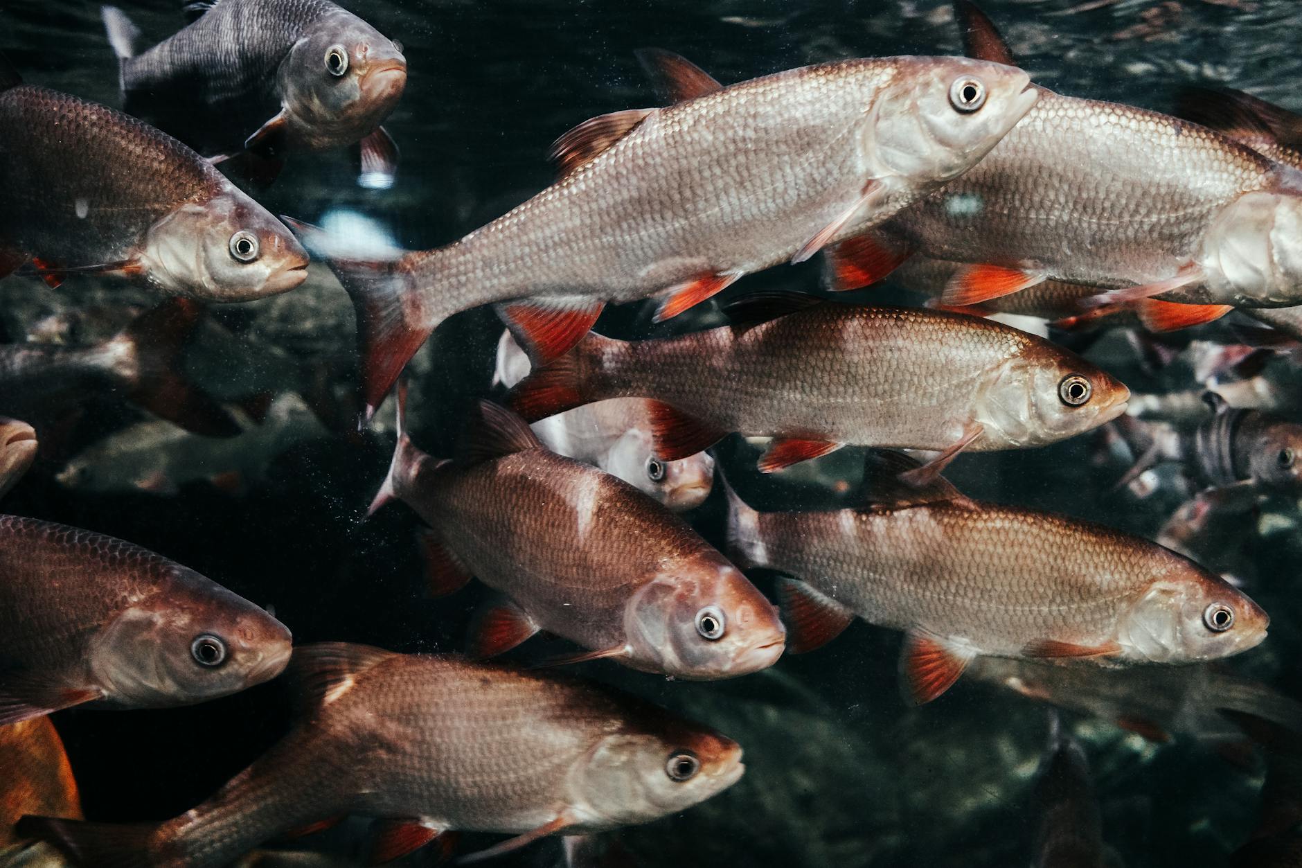 Cảnh boss xuất hiện trong game bắn cá với hiệu ứng hành động dưới biển